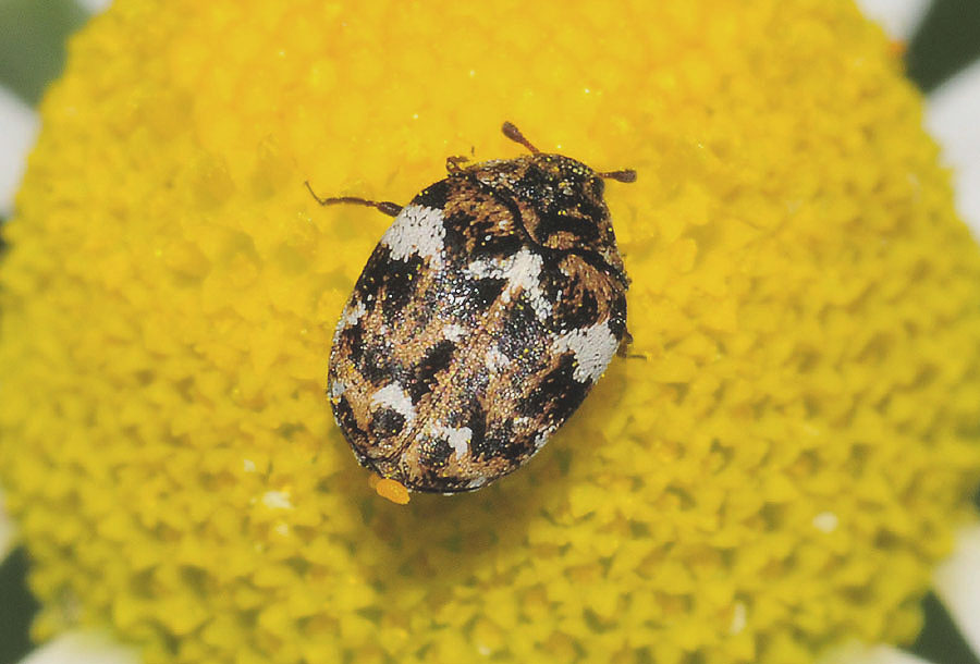 Anthrenus sp.